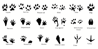 Tracks Png 1200 600 Animal Tracks Animal Footprints Canadian Animals