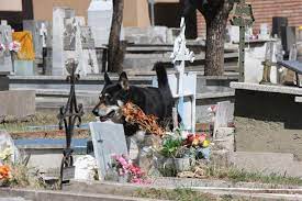 Capitan the Dog Guards Deceased Owner's Grave for Six Years – Ark Ministry