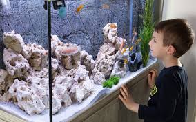 We cherish them as entertaining companions, and we love them deeply for the joy they bring to our lives. 10 Reasons Why You Should Keep Fish As Pets Aquariumnexus