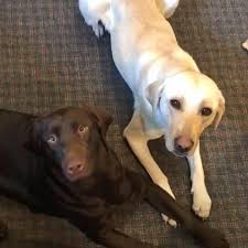 This gorgeous chocolate lab puppy is an explorer at heart and will investigate everything he comes across. Northwest Ohio Labrador Retrievers Home Facebook