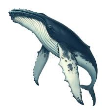 Download and print free walking fish coloring pages to keep little hands occupied at home; Whale Stock Illustrations 38 390 Whale Stock Illustrations Vectors Clipart Dreamstime
