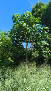 Image result for Hildegardia