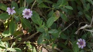 Image result for Lippia oatesii