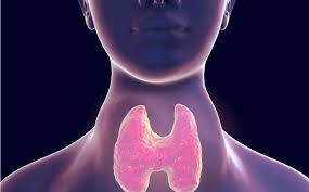 甲状腺的主要功能是什么？影像检查有哪些？【厦门高尚医学影像】
