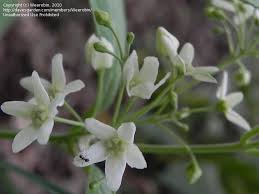 Image result for Vincetoxicum afrum