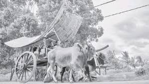 Bentuk kereta lembu melaka menyerupai wagon di amerika pada zaman dahulu yang ditarik oleh kuda. Kereta Lembu Khazanah Yang Kian Pupus Di Melaka Pressreader