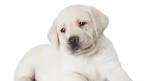 White Labradors - Discover The Beautiful White Lab