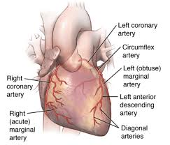 Free artery vein diagram templates. 2 1 Anatomy Of Coronary Arteries 2 Download Scientific Diagram
