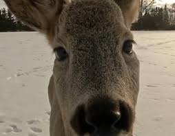 images?q=tbn:ANd9GcR51P SUartmQB1g4PbYrX5EyRq20aWwdcYGA&s