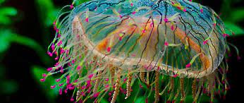 Flower Hat Jellyfish L Colorful Jellyfish Our Breathing Planet Flower Hats Colorful Jellyfish Flowers
