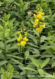 Image result for Crotalaria reptans