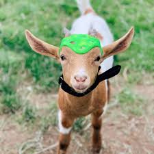 Goats Of Anarchy