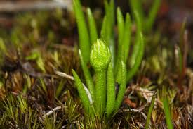 Image result for Periglossum