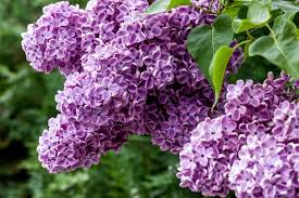 The common name lilac is from the persian lila, a common girls' name meaning evening, apropos of dark purple lilacs being the color of night. Lilac Bushes How To Grow Care For Lilac Flowers Garden Design