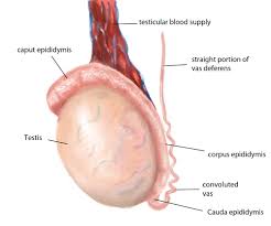 The male reproductive system includes the following structures. Testicular Anatomy Center For Male Reproductive Medicine Microsurgery