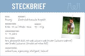Dieser artikel ist ein stub. Basenji Steckbrief Charakter Pflege Haltung