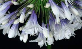 Agapanthus Care Flower Power Agapanthus Agapanthus Care Agapanthus Plant