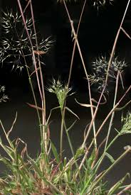 Image result for Pentameris