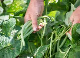 December 17-19, 2024