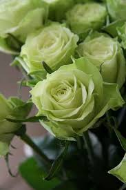 Maybe you would like to learn more about one of these? Valentine S Day Is Right Around The Corner And Whether You Re Planning To Propose To Your Soul Mate Or Just Wan Green Rose Green Flowers Mint Green Aesthetic