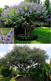 I'm looking to populate my zone 5b backyard with some beautiful and exotic trees. Chaste Tree Vitex Agnus Castus Zone 5 9 Full Sun 15 25 Height Width With True Blue Clusters Of Fragrant Flowers Chaste Tree Winter Plants Patio Trees