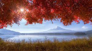Lake Kawaguchiko Red Maple Tree Japanese Landscape Lake