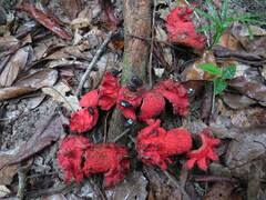 Image result for Xylopia lukei