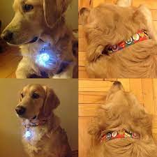 kedi ve kopek tasmasi bileklik on instagram which is your hero hangisi senin kahramanin sinirli sayida tasmalarim dog leash golden retriever dogs