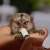 Monkeys or apes need a varied, fresh diet, and several hours of daily enrichment and interaction with you. 1