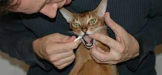 Cats And Toothache Vet Costs