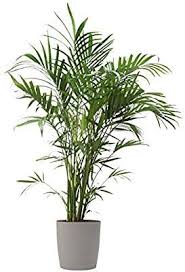 Cat palms are perfect for any indoor decoration. Pin On Flowers Plants Succulents