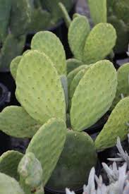 Image result for Opuntia