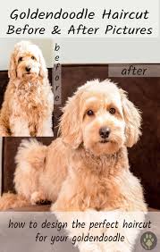 Goldendoodle puppy cut/teddy bear cut. Goldendoodle Face Cut Novocom Top