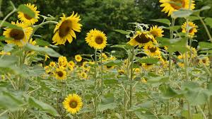 Mar 28, 2014 · texas highways. Need To Know Sunflowers Blooming In South Knoxville Wbir Com
