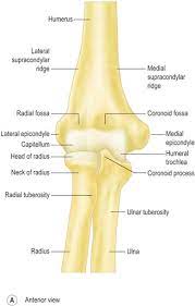 The Management Options For Adult Distal Humeral Fractures Clinical Gate