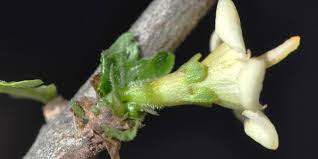 Image result for Coddia rudis