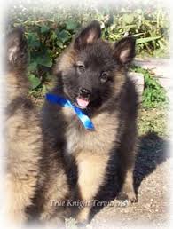 Puppies in dogs & puppies for sale. Double K Ranch True Knight Tervurens