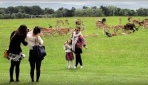 We did not find results for: Why Not To Feed Deer In The Phoenix Park Phoenix Park Bikes