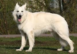 Is there such a thing as a white german shepherd? American White Shepherd Breed Guide Info Pictures Care More Pet Keen