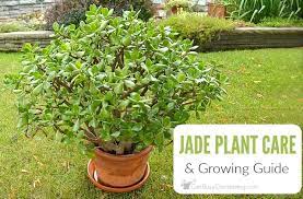How to care for a jade plant. Jade Plant Care Tips How To Grow Take Care Of A Jade Succulent