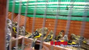 Volevano ottenere degli ibridi facendo accoppiare un maschio di cardellino (carduelis carduelis) ed una femmina di canarino. Sorpresi Sull A1 A Cassino Con 25 Cardellini Nell Auto Youtube