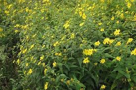 Most people think about sunflowers when they hear about yellow perennials. Top Perennial Plants For Wildflower Meadows
