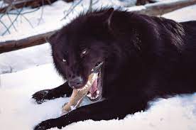 Yarrow Is A 2 Year Old Alaskan Noble Companion Dog Companion Dog Animals Friends Dogs And Puppies