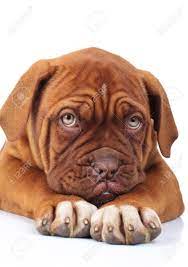 Sad Little French Mastiff Puppy Is Being Affraid Of Something Stock Photo Picture And Royalty Free Image Image 93950631