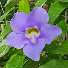 Image result for Thunbergia grandiflora