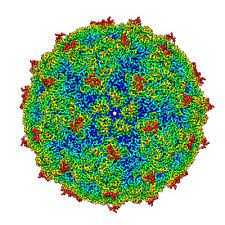 Rhinovirus rhinovirus molecular surface of a rhinovirus, showing protein spikes virus classification group: Emdb Emd 8184 Structure Summary Protein Data Bank In Europe Pdbe Embl Ebi