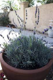 How To Grow And Care For Lavender In Containers Lavender Plant Growing Lavender Lavender Plant Care