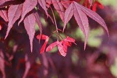 Japanese Maple Seed Propagation Tips On Planting Japanese Maple Seeds Japanese Maples Have A Planting Japanese Maple Japanese Maple Tree Japanese Maple Bonsai