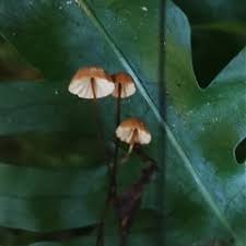 Image result for Marasmius sp.