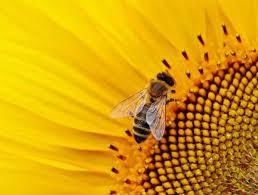 Pour fabriquer du miel, les abeilles ont besoin de se procurer du nectar. Epingle Sur Imen